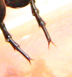 larva di Carabus morbillosus